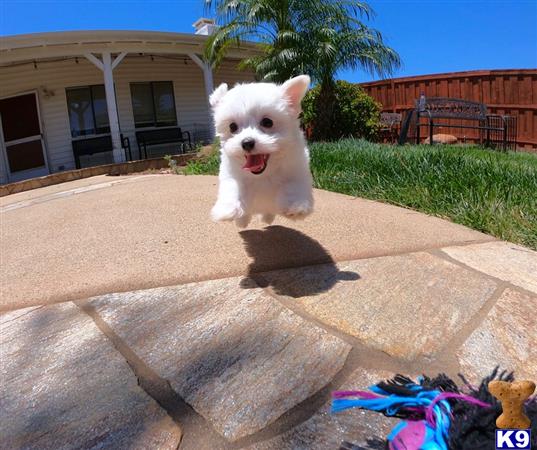 PuppyAvenue Picture 3